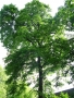 8. Canadian Assn., tree