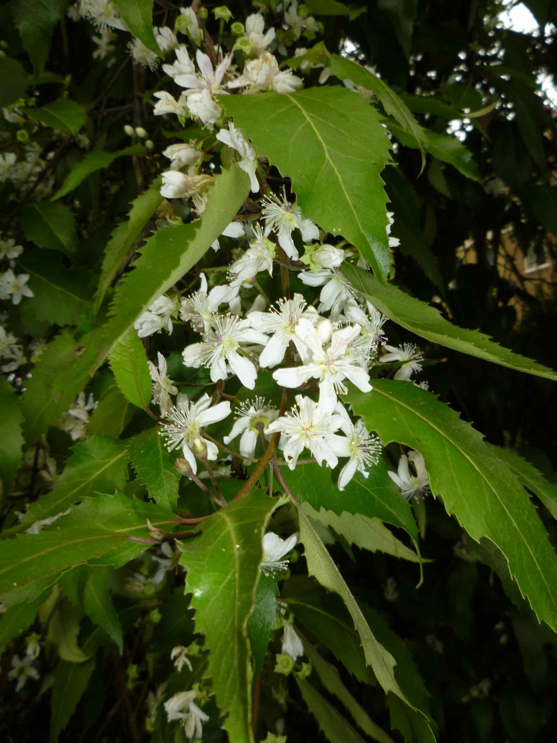 Flowers of Hoheria populnea