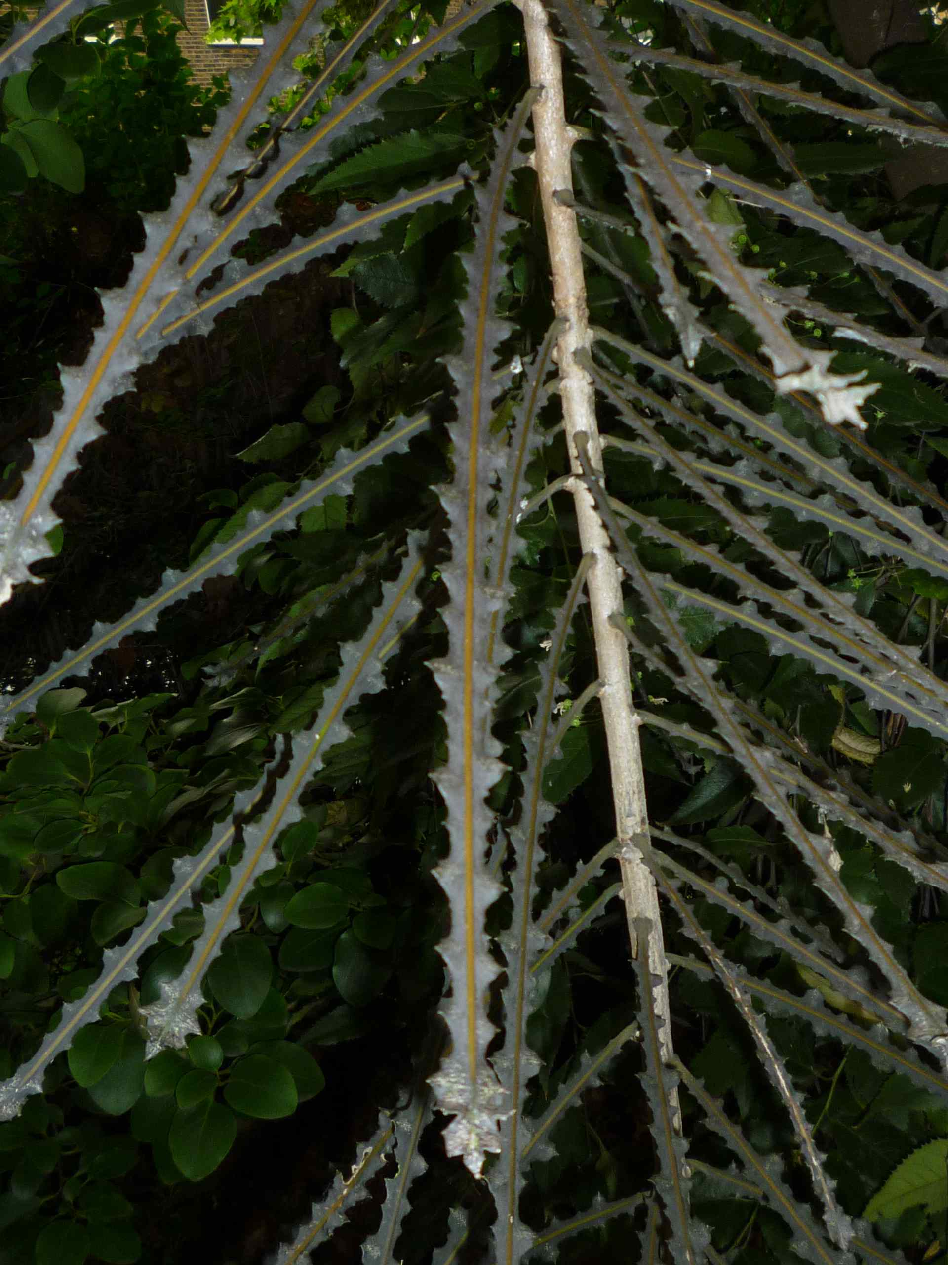 Leaves of Pseudopanax ferox