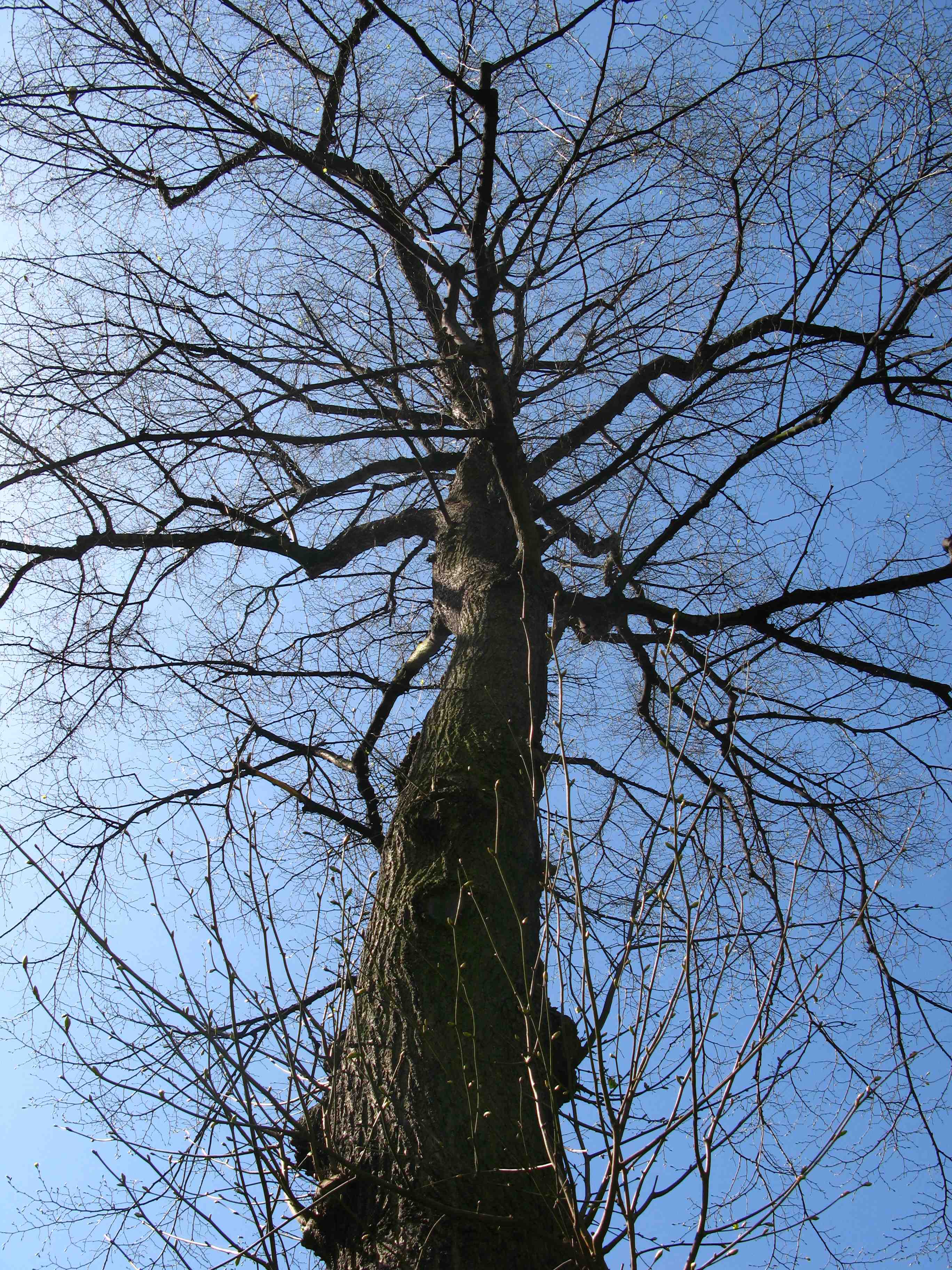8. Canadian Assn Tree