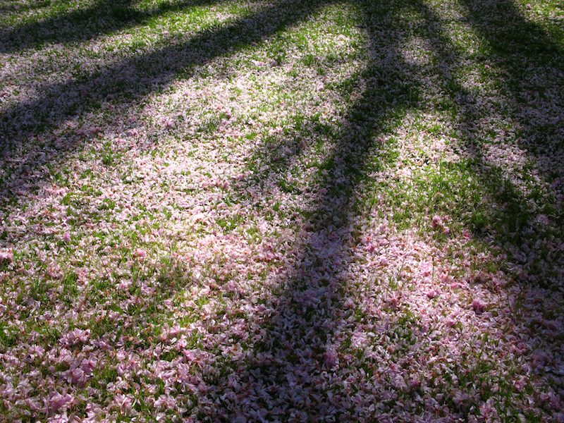 Cherry Blossom Apr 2015