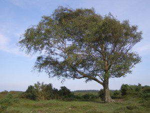 Windswept silver birch tree, Beaulieu Heath, New Forest