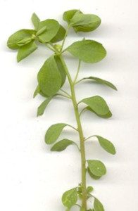 Fig2-alternate leaf arrangement in the stem