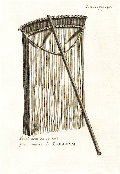Figure 2: Special traditional rake for harvesting “ladanon”, still used in Crete.