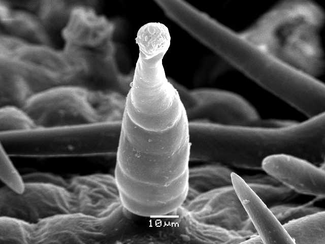 Figure 6: Electronic microscope image of a hair from C. creticus, which excretes the ladanon resin compounds. Source: Professor Dr Nikolaos S. Christodoulakis, Faculty of Biology, National and Kapodistrian University of Athens, HELLAS (GR).