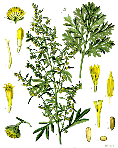 Artemisia absinthium L., drawing of plant, flowers, seeds and fruits, by W. Muller 1885