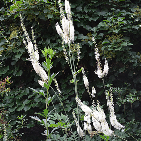 Black cohosh, Actaea racemosa L. (Ranunculaceae)  Source: Monticello Shop