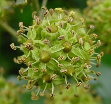 Flowers of Hedera helix. By Leo Michels
