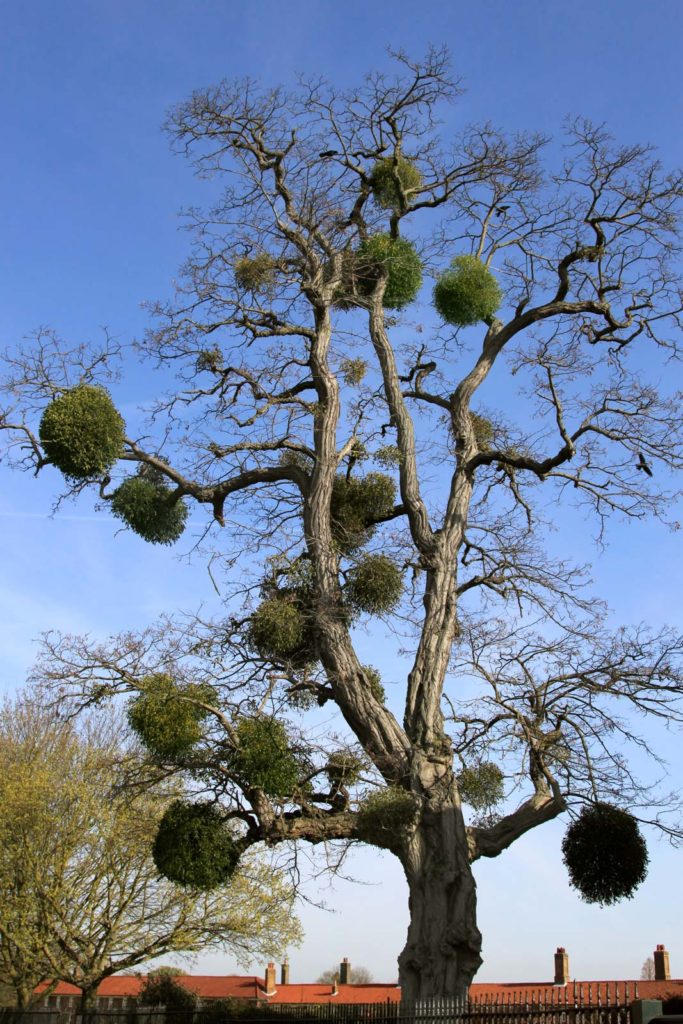 Numerous Viscum album plants parasitizing a tree. (Public domain) via Encyclopaedia Britannica. 